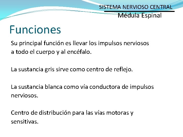 SISTEMA NERVIOSO CENTRAL Médula Espinal Funciones Su principal función es llevar los impulsos nerviosos