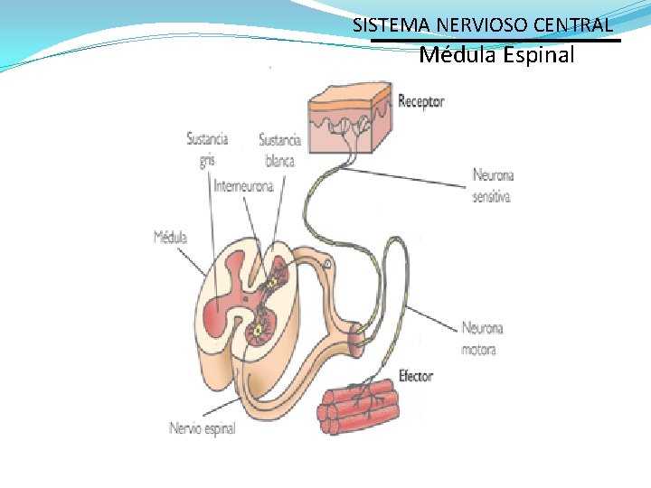 SISTEMA NERVIOSO CENTRAL Médula Espinal 