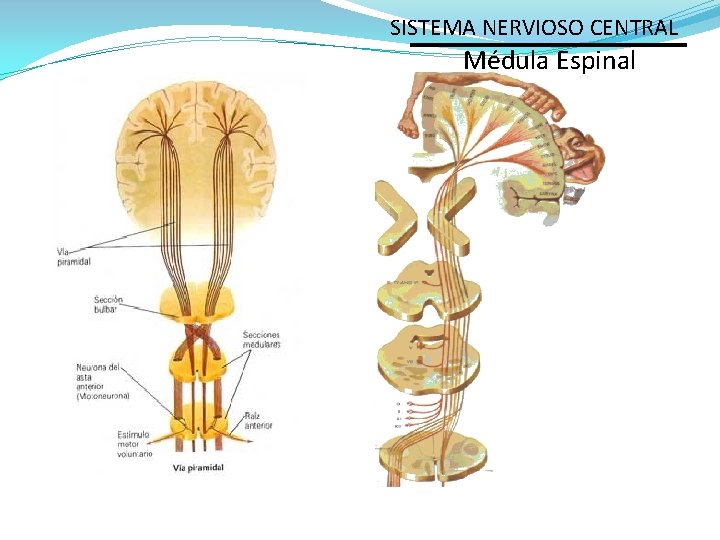 SISTEMA NERVIOSO CENTRAL Médula Espinal 