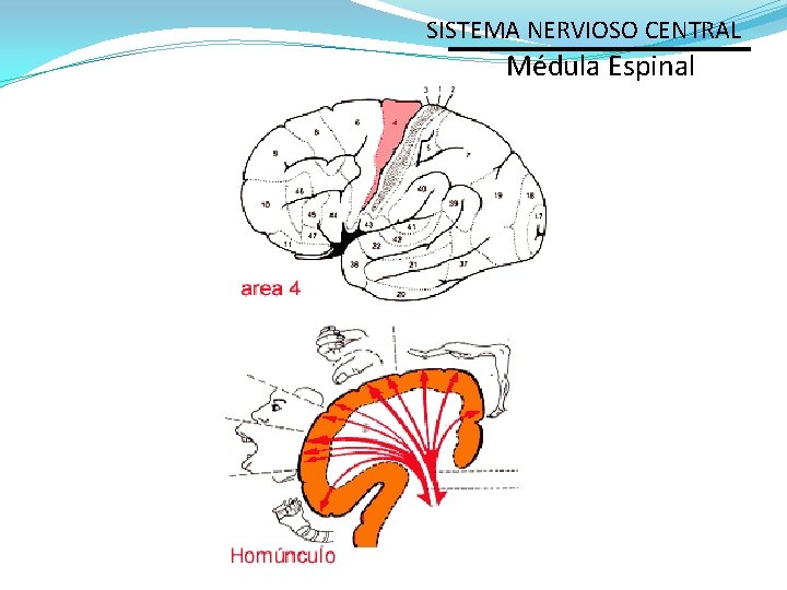 SISTEMA NERVIOSO CENTRAL Médula Espinal 