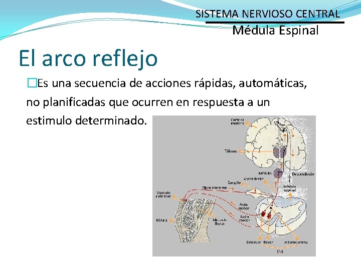 SISTEMA NERVIOSO CENTRAL Médula Espinal El arco reflejo �Es una secuencia de acciones rápidas,