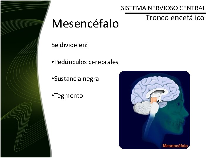 SISTEMA NERVIOSO CENTRAL Mesencéfalo Se divide en: • Pedúnculos cerebrales • Sustancia negra •