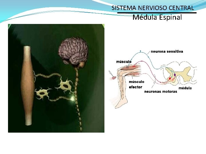 SISTEMA NERVIOSO CENTRAL Médula Espinal 