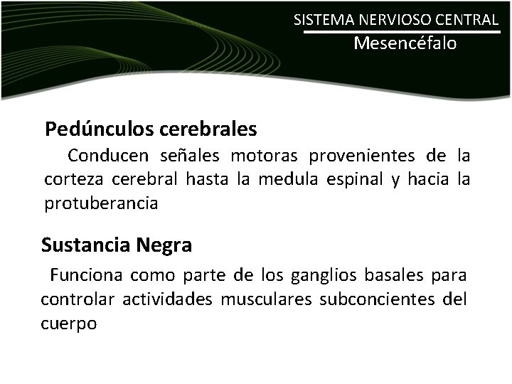 SISTEMA NERVIOSO CENTRAL Mesencéfalo Pedúnculos cerebrales Conducen señales motoras provenientes de la corteza cerebral