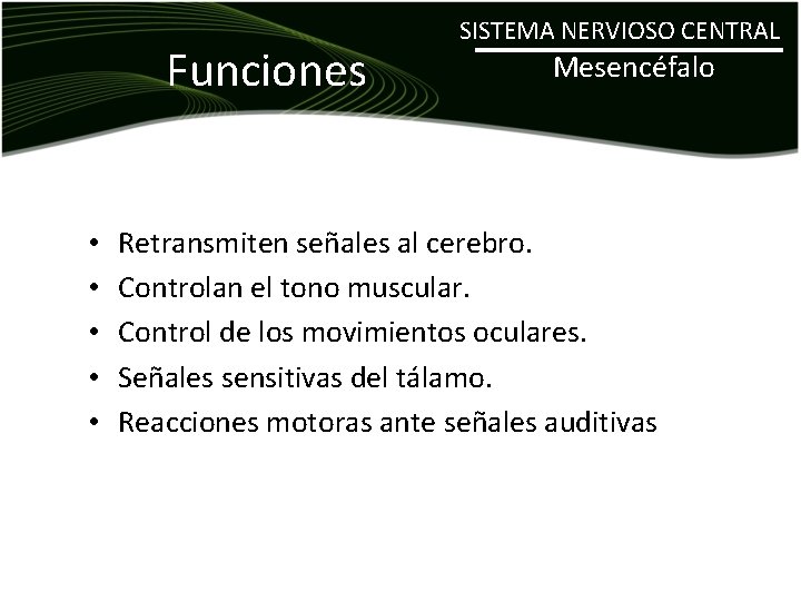 Funciones • • • SISTEMA NERVIOSO CENTRAL Mesencéfalo Retransmiten señales al cerebro. Controlan el