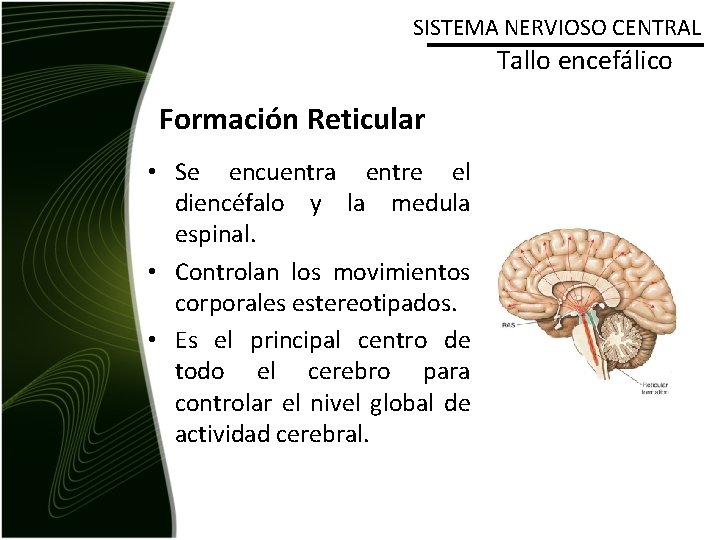 SISTEMA NERVIOSO CENTRAL Tallo encefálico Formación Reticular • Se encuentra entre el diencéfalo y