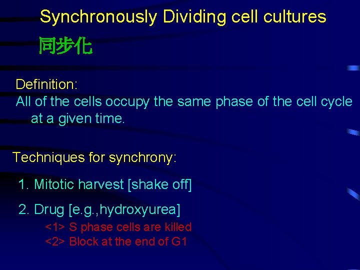 Synchronously Dividing cell cultures 同步化 Definition: All of the cells occupy the same phase