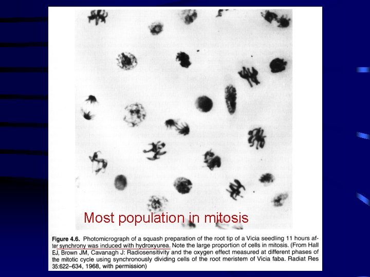 Most population in mitosis 