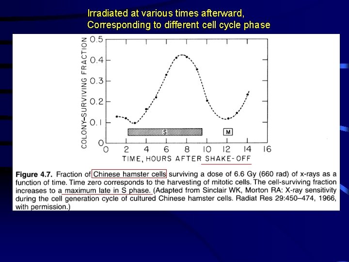 Irradiated at various times afterward, Corresponding to different cell cycle phase 