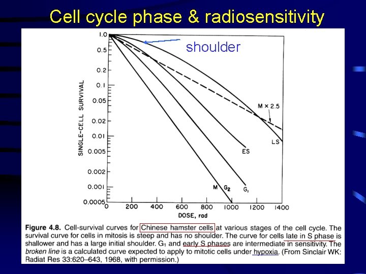 Cell cycle phase & radiosensitivity shoulder 