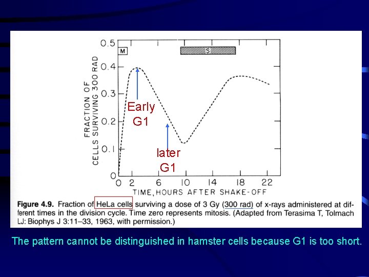Early G 1 later G 1 The pattern cannot be distinguished in hamster cells