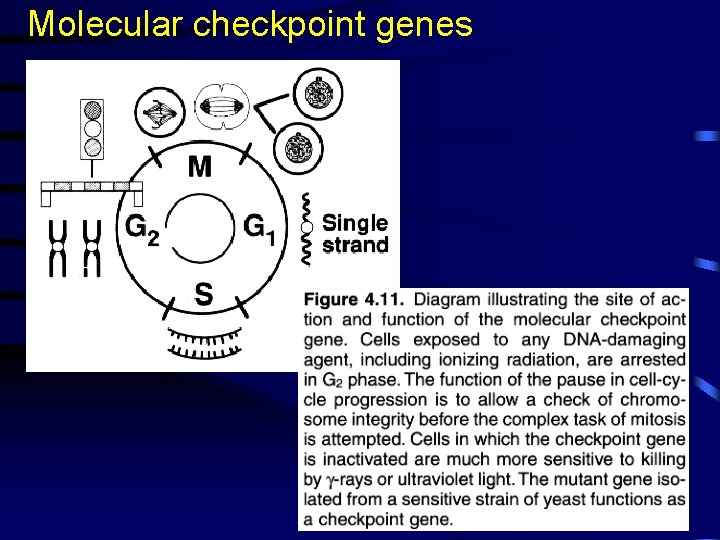 Molecular checkpoint genes 