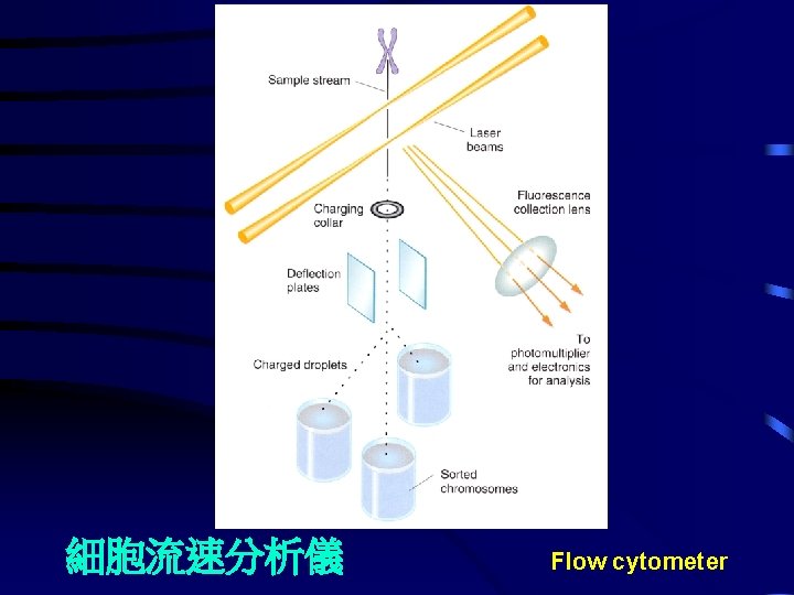 細胞流速分析儀 Flow cytometer 