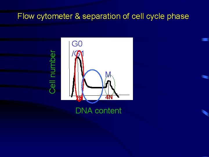 Cell number Flow cytometer & separation of cell cycle phase G 0 /G 1
