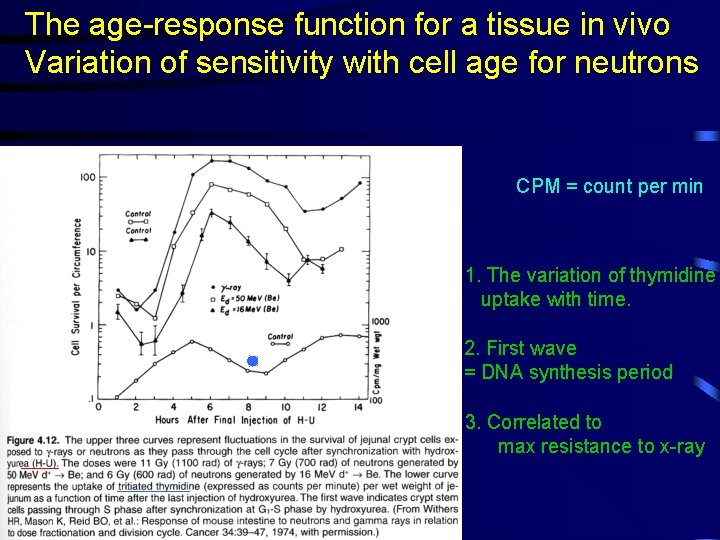 The age-response function for a tissue in vivo Variation of sensitivity with cell age