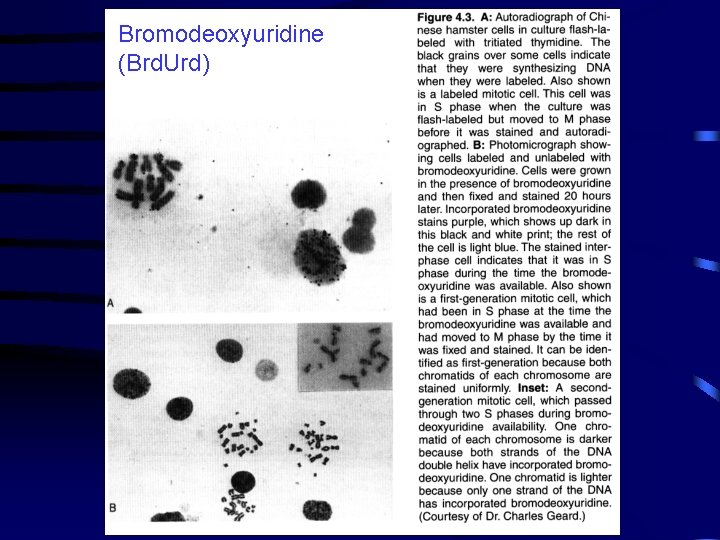 Bromodeoxyuridine (Brd. Urd) 