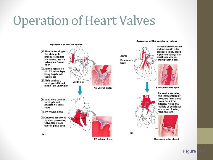 Operation of Heart Valves Figure 11. 4 