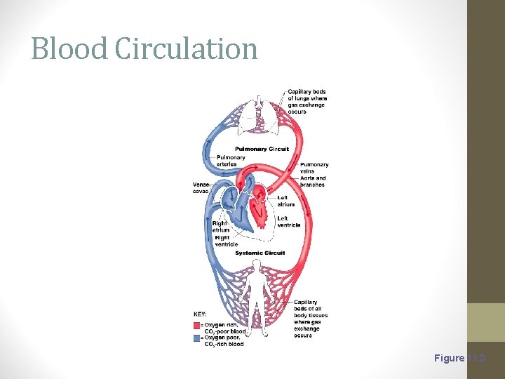 Blood Circulation Figure 11. 3 