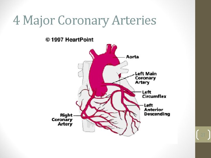 4 Major Coronary Arteries 21 