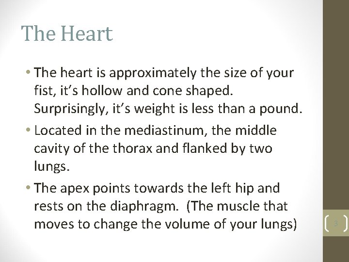 The Heart • The heart is approximately the size of your fist, it’s hollow