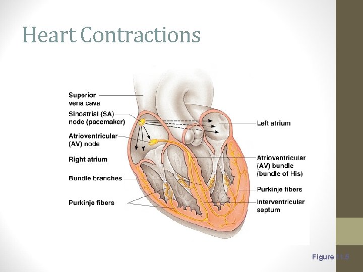 Heart Contractions Figure 11. 5 