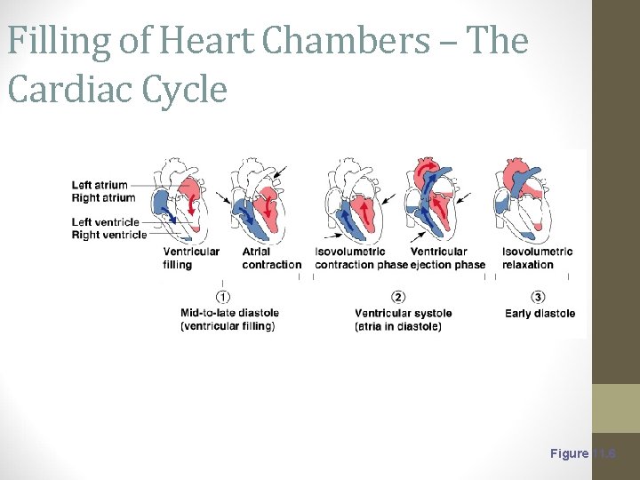 Filling of Heart Chambers – The Cardiac Cycle Figure 11. 6 