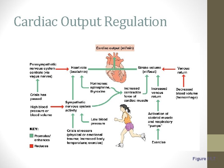 Cardiac Output Regulation Figure 11. 7 