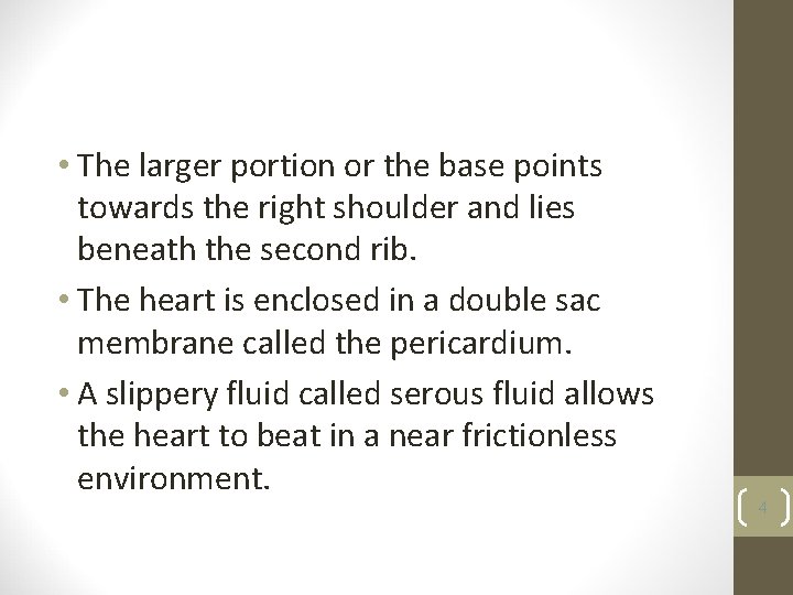  • The larger portion or the base points towards the right shoulder and