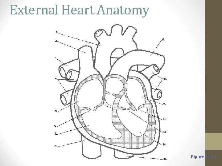 External Heart Anatomy Figure 11. 2 a 