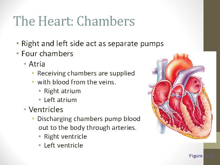 The Heart: Chambers • Right and left side act as separate pumps • Four
