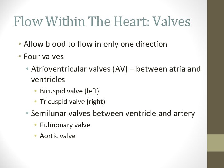 Flow Within The Heart: Valves • Allow blood to flow in only one direction