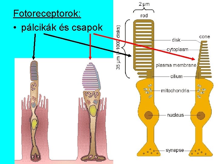 Fotoreceptorok: • pálcikák és csapok 