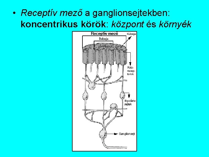  • Receptív mező a ganglionsejtekben: koncentrikus körök: központ és környék 