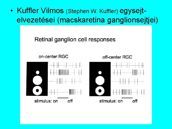  • Kuffler Vilmos (Stephen W. Kuffler) egysejtelvezetései (macskaretina ganglionsejtjei) 