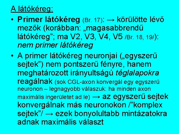 A látókéreg: • Primer látókéreg (Br. 17): → körülötte lévő mezők (korábban: „magasabbrendű látókéreg”;