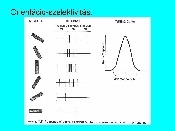 Orientáció-szelektivitás: 
