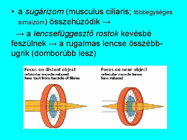  • a sugárizom (musculus ciliaris; többegységes simaizom) összehúzódik → → a lencsefüggesztő rostok