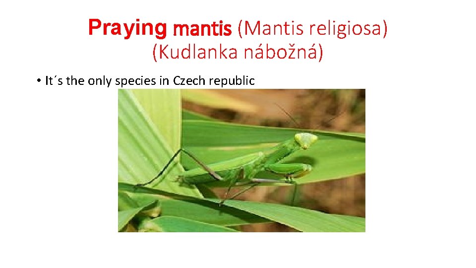 Praying mantis (Mantis religiosa) (Kudlanka nábožná) • It´s the only species in Czech republic