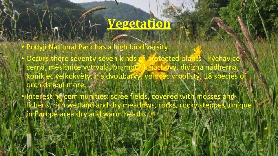 Vegetation • Podyjí National Park has a high biodiversity. • Occurs there seventy-seven kinds