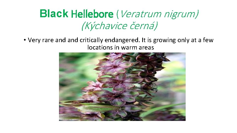 Black Hellebore (Veratrum nigrum) (Kýchavice černá) • Very rare and critically endangered. It is