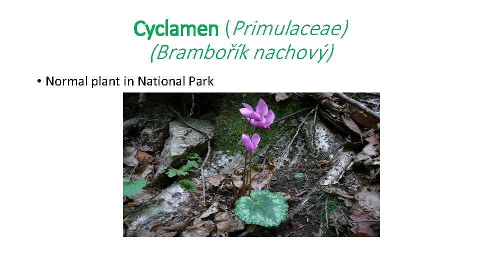 Cyclamen (Primulaceae) (Brambořík nachový) • Normal plant in National Park 