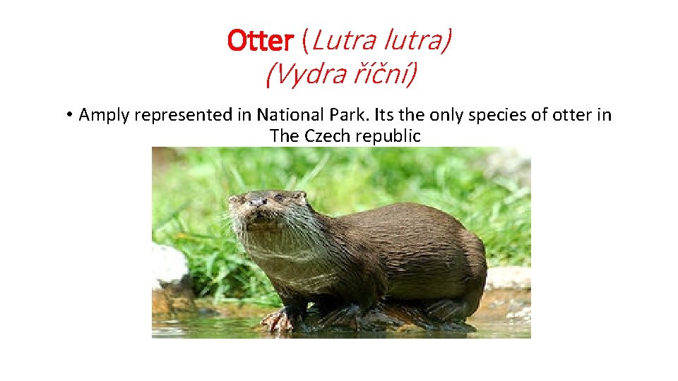 Otter (Lutra lutra) (Vydra říční) • Amply represented in National Park. Its the only