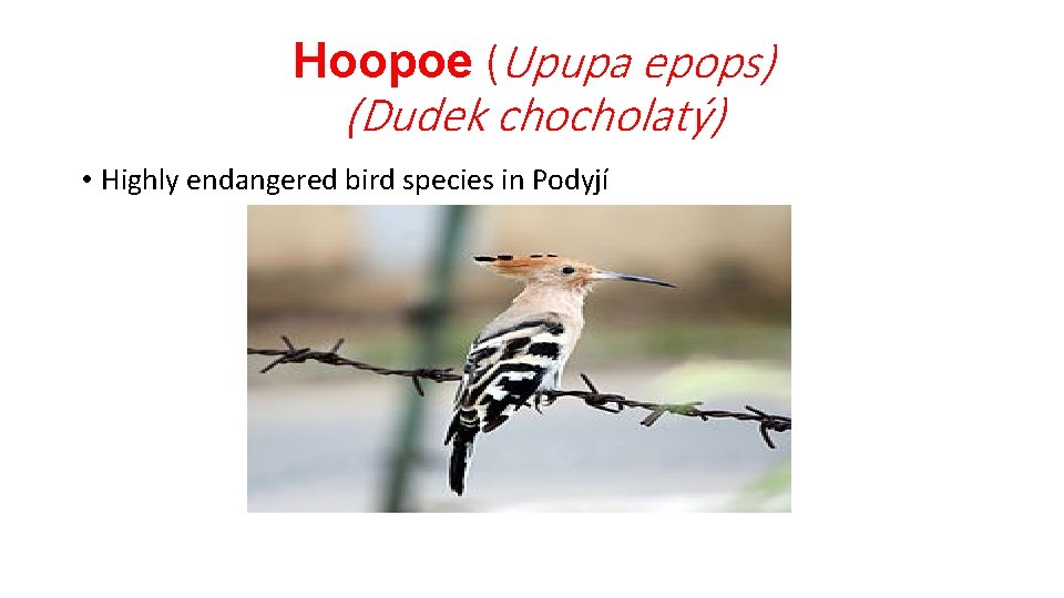 Hoopoe (Upupa epops) (Dudek chocholatý) • Highly endangered bird species in Podyjí 