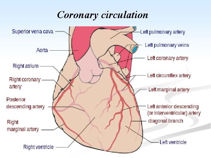 Coronary circulation 