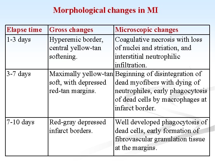 Morphological changes in MI Elapse time 1 -3 days 3 -7 days 7 -10