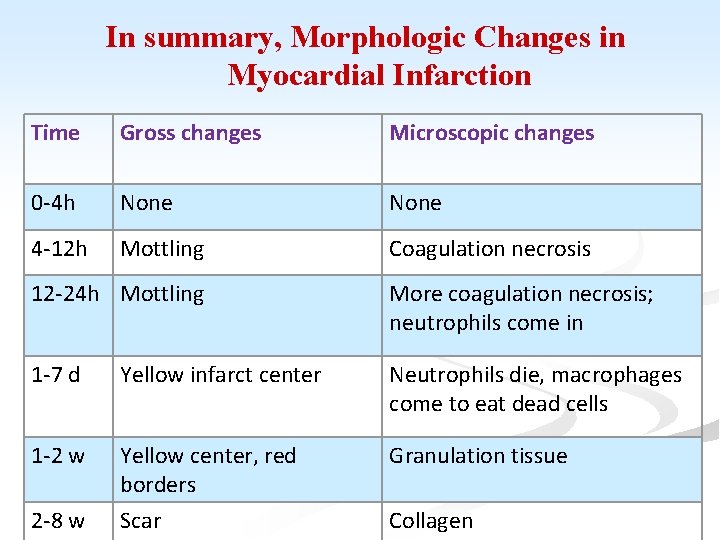 In summary, Morphologic Changes in Myocardial Infarction Time Gross changes Microscopic changes 0 -4