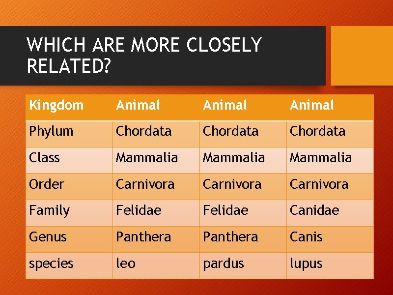 WHICH ARE MORE CLOSELY RELATED? Kingdom Animal Phylum Chordata Class Mammalia Order Carnivora Family