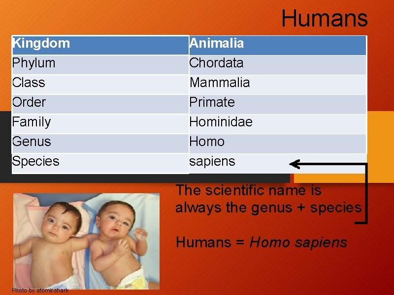 Humans Kingdom Phylum Class Order Family Genus Species Animalia Chordata Mammalia Primate Hominidae Homo