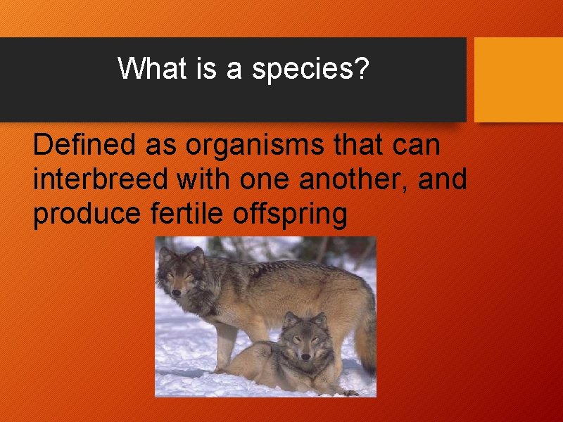 What is a species? Defined as organisms that can interbreed with one another, and