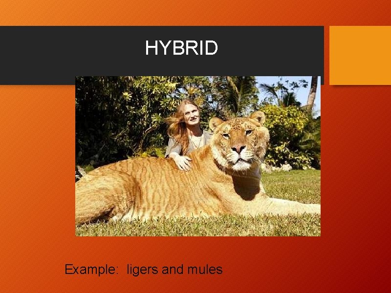 HYBRID Example: ligers and mules 